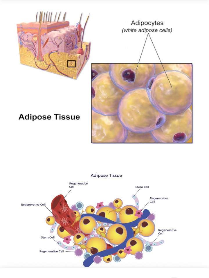 BROWN AND WHITE FAT - DIAGRAM OF ADIPOSE TISSUE