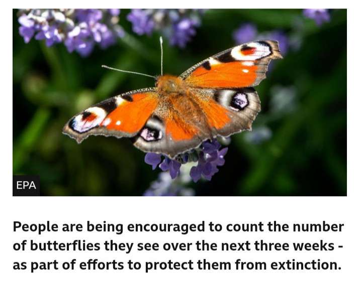 ENDANGERED SPECIES - BUTTERFLY