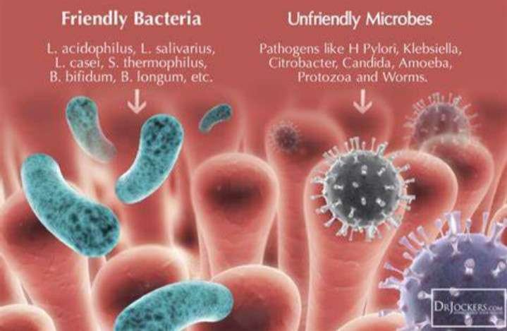 GUT BACTERIA M- FRIENDLY AND UNFRIENDLY