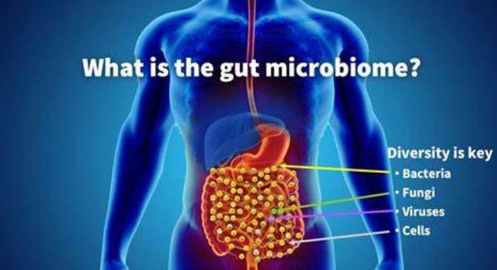 GUT MICROBIOME - GUT HEALTH