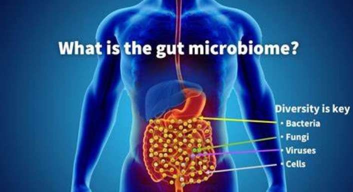 DIAGRAM OF GUT HEALTH THE LEAKY GUT MICROBIOME