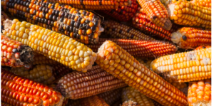 PICTURE OF A LARGE BUNCH OF COLORFUL CORN .