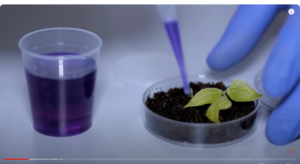 A SCIENTIST IS INJECTING DNA FROM ONE PLANT TO ANOTHER IN A PETRE DISH TO FIND THE BENEFITS OR RISKS OF GMOs