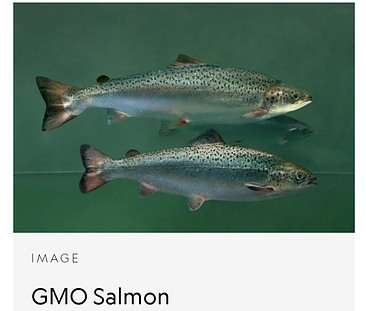 SALMOM - A GENETICALLY MODIFIED FISH