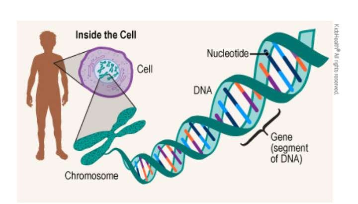 DNA DIAGRAM - CONNECTION TO CHROMOSOMES AND CELLS