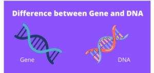 DIAGRAM OF GENES AND DNA