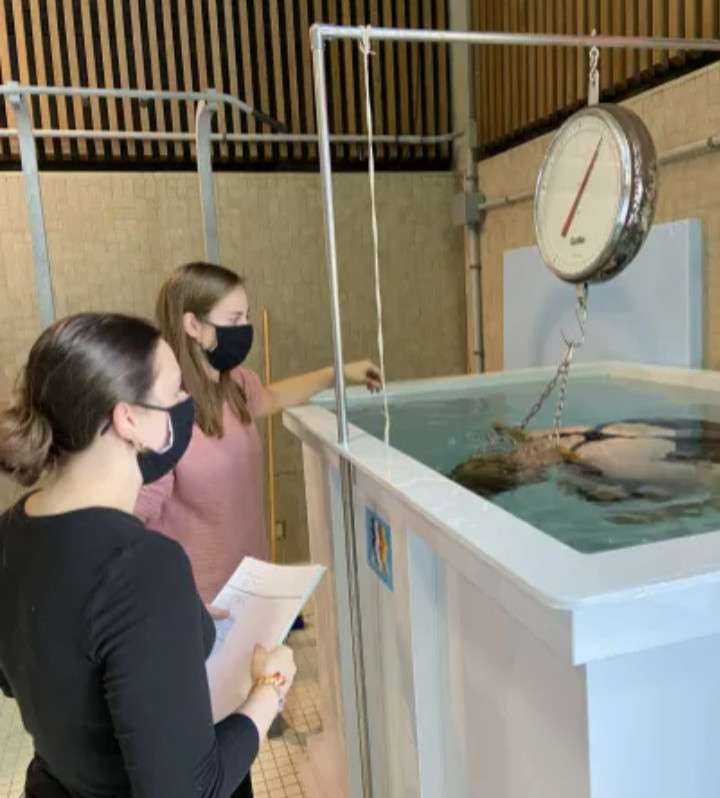 HYDROSTATIC WEIGHING - MEASURE BODY MASS UNDER WATER