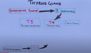 THYROID GLADS T3 AND T4N