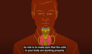 THE BROWN CHARACTER HAS A PINK BUTTERFLY SHAPED THYROID ON THE FRONT OF HIS NECK WHICH SAYS THE ROLE OF THE THYROID IS TO MAKE SURE THE CELLS IN YOUR BODY ARE WORKING PROPERLY