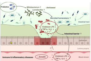 DIAGRAM SHOWING THE PROCESS OF HOW BACTERIA IS NOT ABLE TO PENETRATE A HEALTHY GUT. IT KEEPS THE BAD BACTERIA OUT AND IT DOESN'T ENTER THE BLOODSTREAM