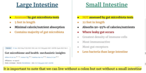 CHART SHOWING THE FUNCTIONS OF THE LARGE INTESTINES ON THE LEFT SIDE AND SMALL INTESTINES ON THE RIGHT SIDE