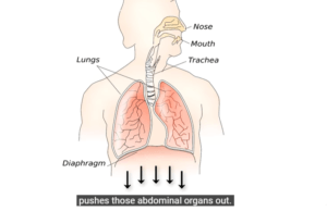 DIAPHRAGMATIC BREATHING