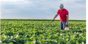 A FARMER IN A RED POLO SHIRT IS SPRAYING AND IS DEALING WITH RESISTANT WEEDS