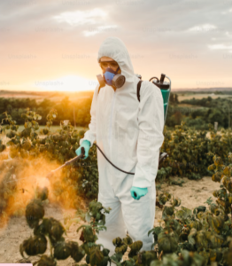 GARDENER INA WHITE COVERALL SUIT IS SPRAYING HIS CROPS WITH HARMFUL PESTICIDES