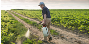 FARMER SPRAYING HARMFUL PESTICIDES ON HIS CROPS