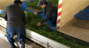 FARMERS HARVESTING TEA LEAVES FOR ORGANIC GREEN TEA PRODUCE