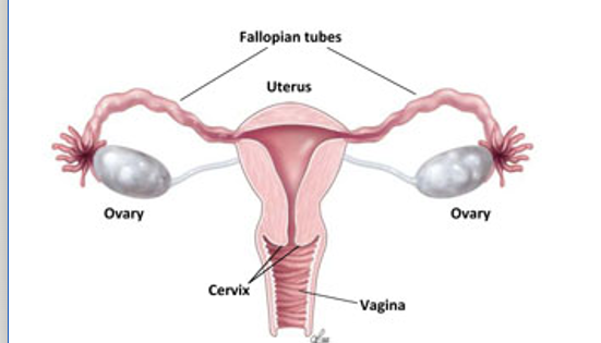 DIAGRAM OF FEMALE ANATOMY INCLUDING OVARIES, UTERUS, ETC