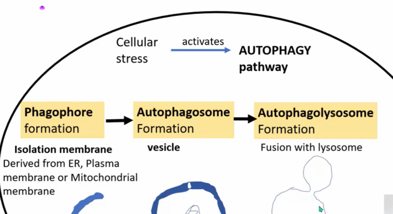 Understanding AutophaGY